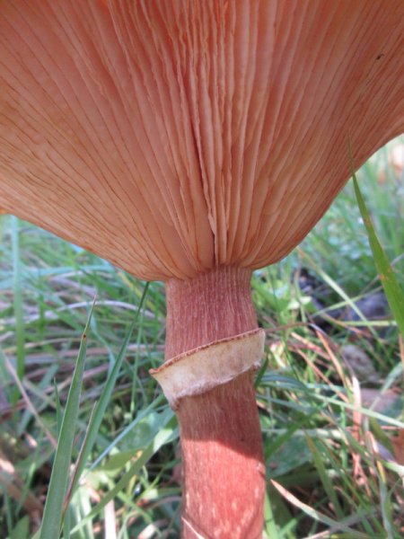 HONEY  FUNGUS 28-10-2025 10-38-04.JPG