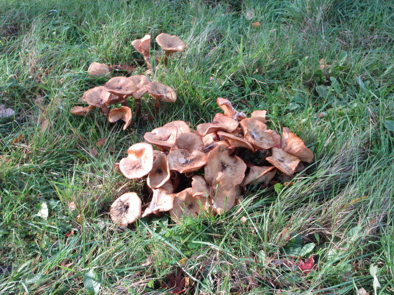 HONEY  FUNGUS 28-10-2025 10-39-22.JPG