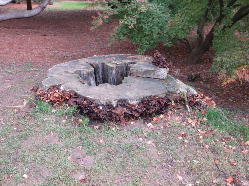 HONEY  FUNGUS 28-10-2025 11-29-55.JPG