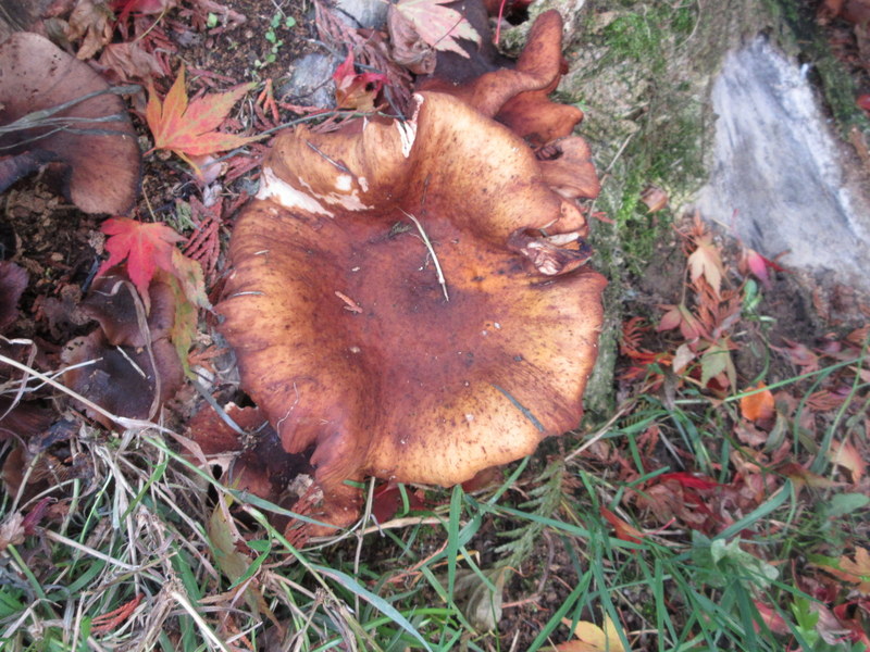 HONEY  FUNGUS 28-10-2025 11-30-27.JPG