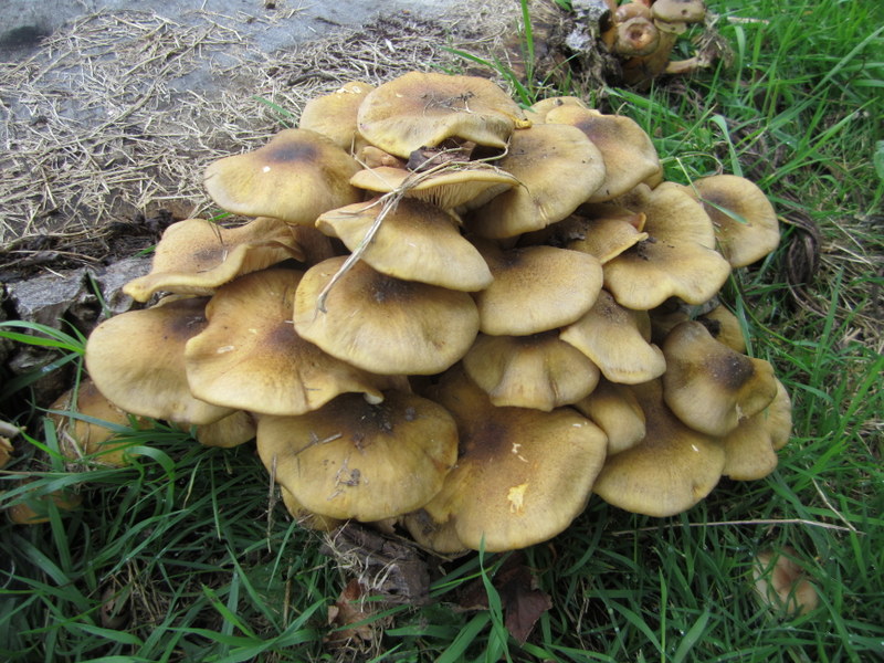 HONEY  FUNGUS 30-09-2010 15-09-44.JPG