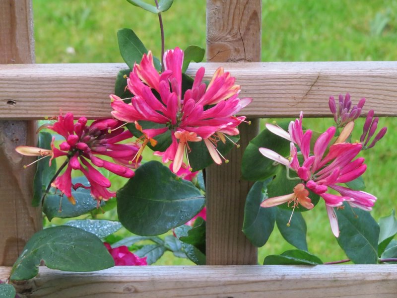 Honeysuckle 1.JPG