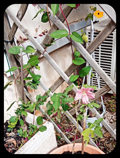Honeysuckle 21 Apr 22.jpg