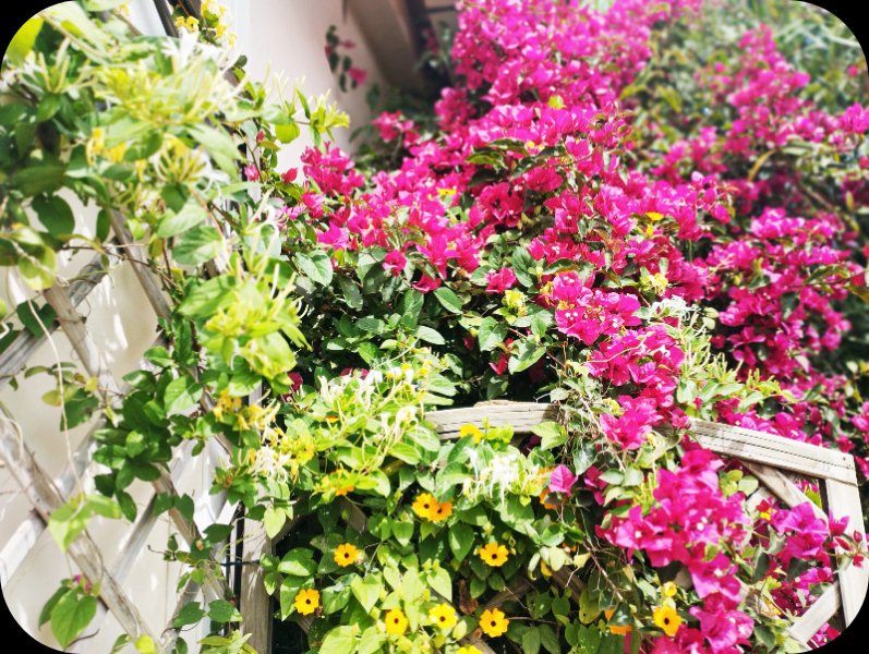 Honeysuckle 25 Apr 24.jpg