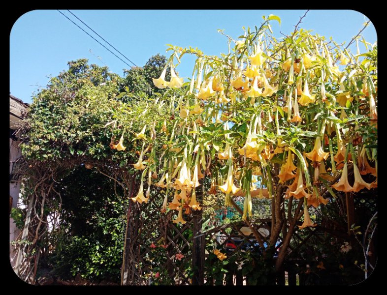 Honeysuckle  Brug 1 May 22.jpg