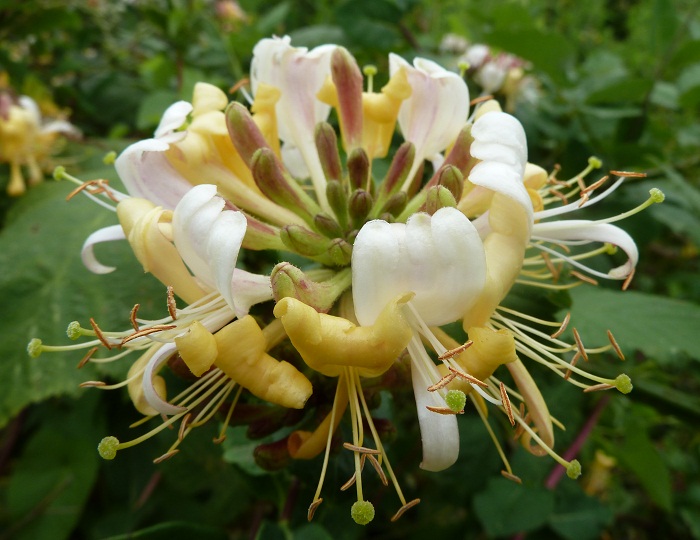 honeysuckle.jpg