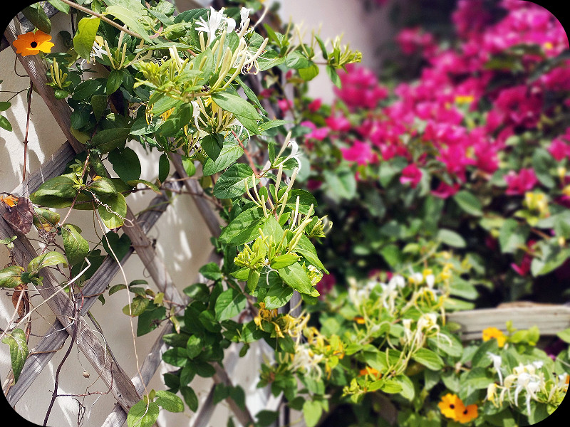 Honeysuckle1 25 Apr 24.jpg