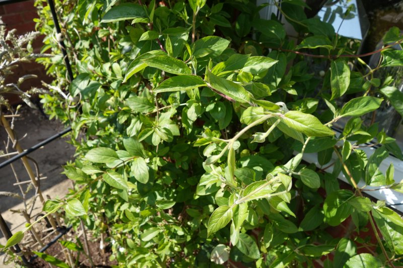 honeysuckle_2.JPG