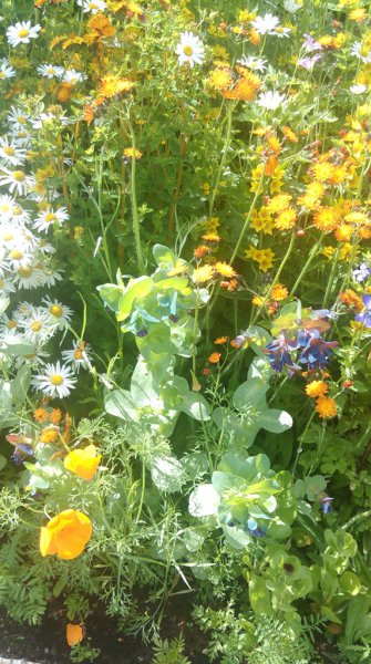 Honeywort fox and cubs_ Oxeye daisies-calafornian poppies _ yellow loosestrife.jpg