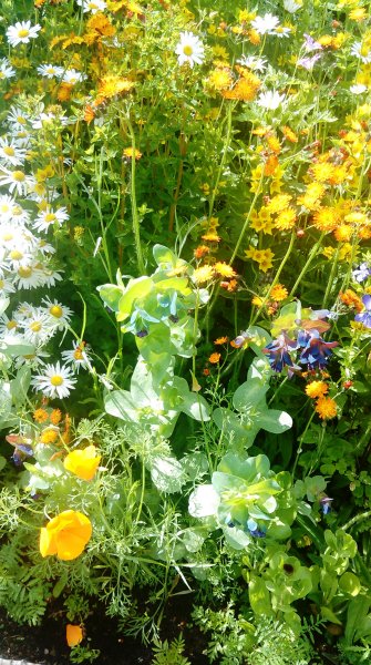 Honeywort fox n cubs cala poppies  yellow loosestrife.jpg