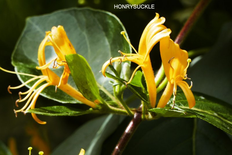 Honrysuckle.JPG