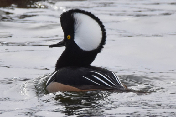 Hooded Marganser GC.jpg