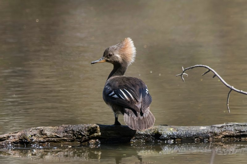 Hooded Merganser.jpg