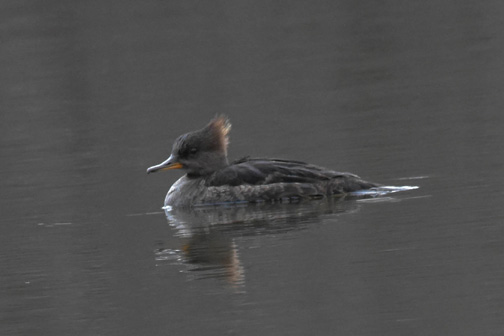 Hooded Merganzer.jpg