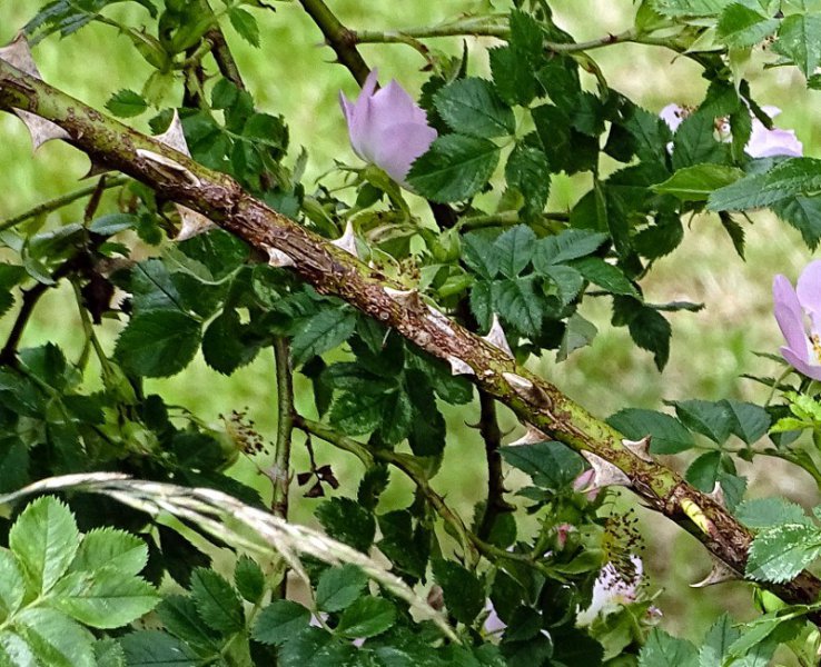 hooked-prickles-on-dog-rose-stem.jpg