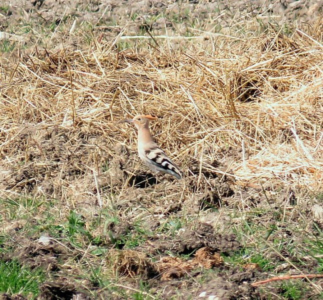 HOOPOE 1.jpg