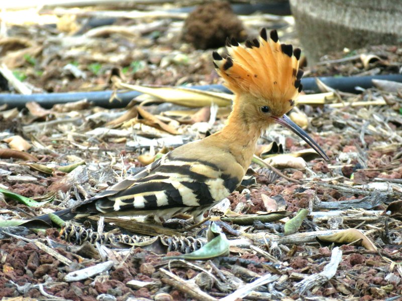 Hoopoe 1.JPG