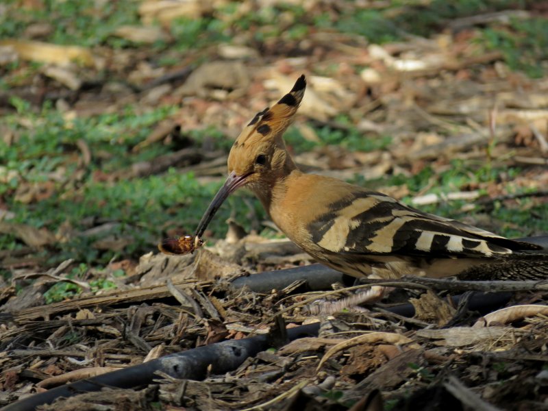 Hoopoe 15.JPG
