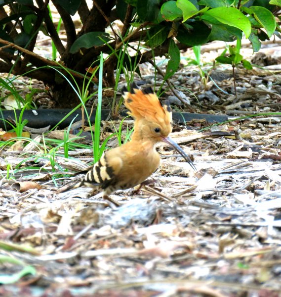 Hoopoe 2.JPG