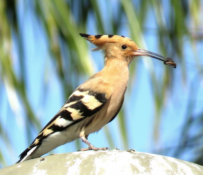 Hoopoe 8.JPG