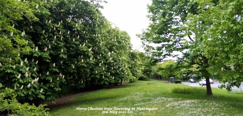 Horse Chestnut trees flowering in Huntingdon 3rd May 2022 001.jpg