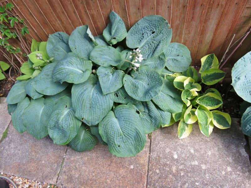 hosta 1.JPG