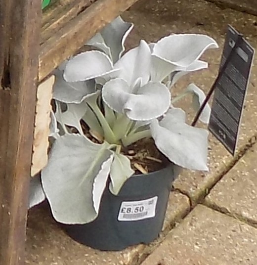 Hosta 1.JPG