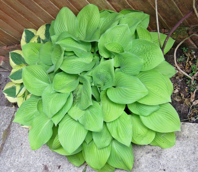 hosta 2.JPG