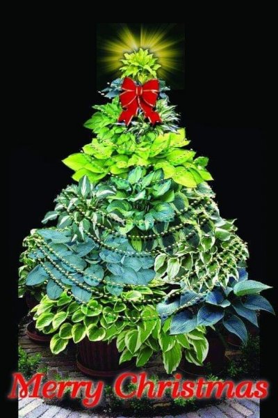 Hosta Christmas.jpg