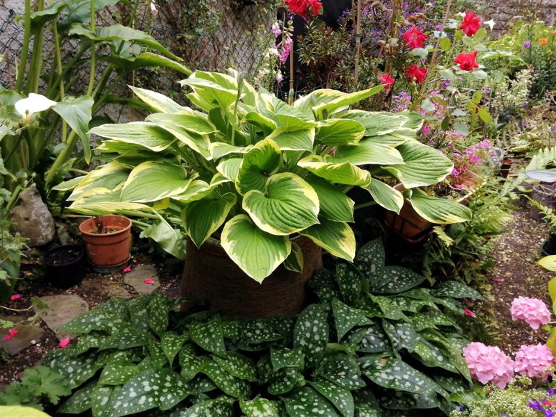 Hosta 'Fortunei aureomarginata'.jpg