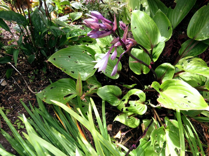 hosta.JPG