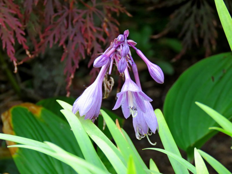 hosta.JPG