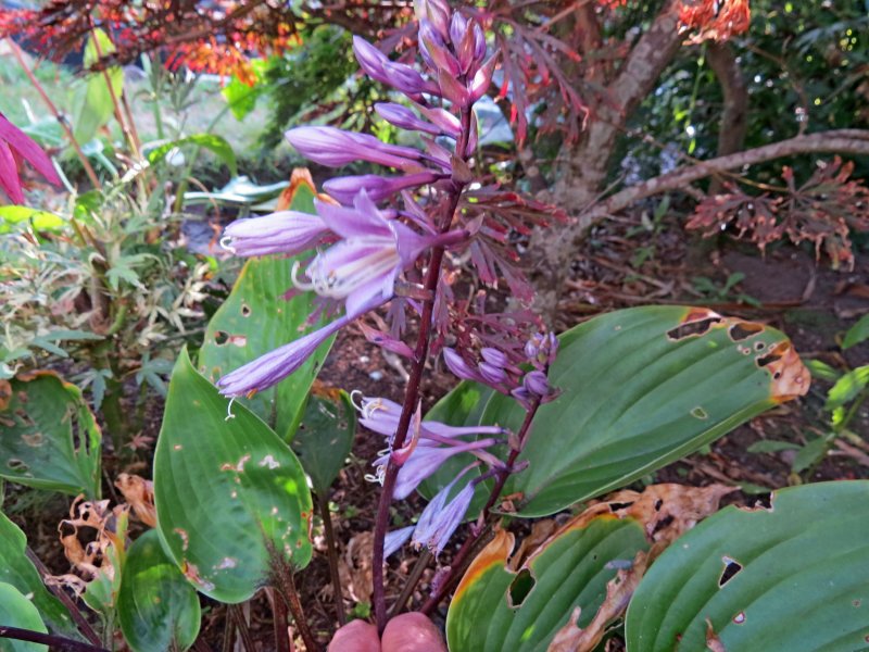hosta.JPG
