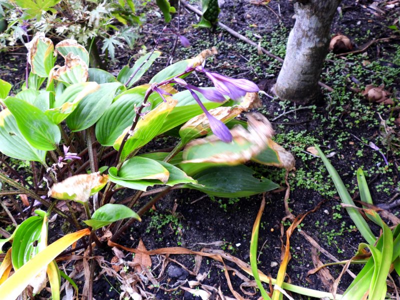 hosta.jpg