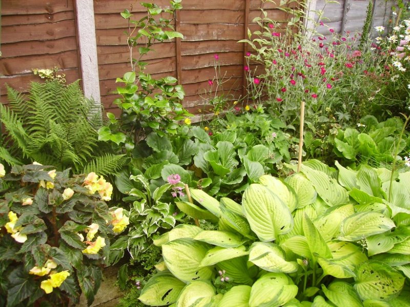 hosta yellowish.JPG