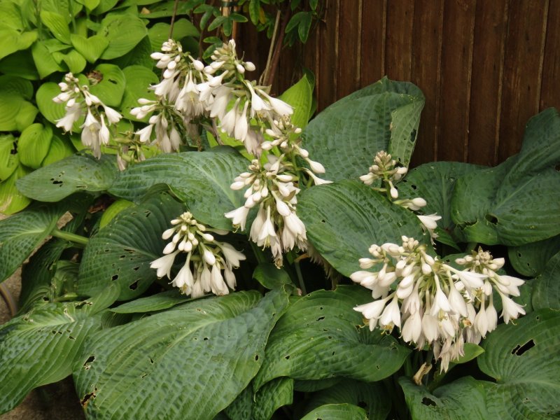 hostas.jpg