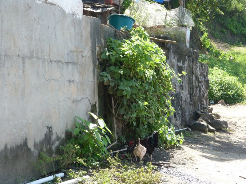 Hotel Chocolat  St Lucia  January 2013 022.JPG