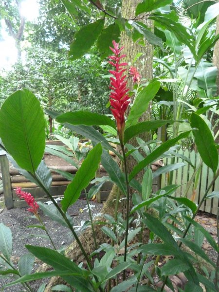 Hotel Chocolat  St Lucia  January 2013 325.JPG