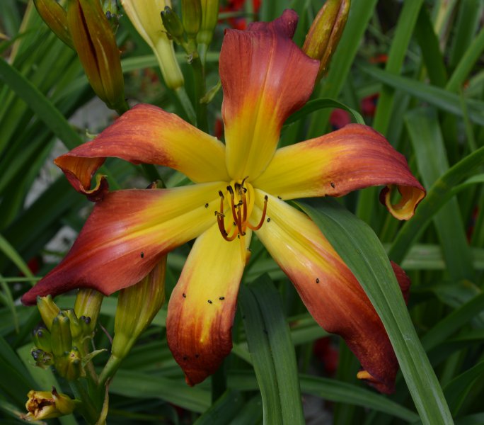 Hotter Than The 4th July.JPG