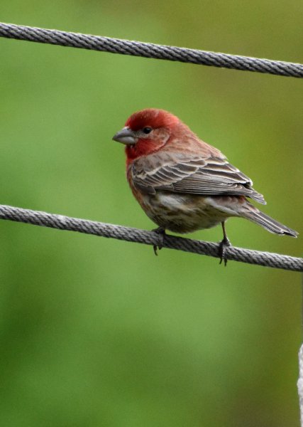 House Finch.jpg