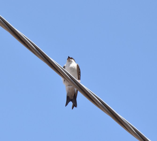 House Martin 1.jpg