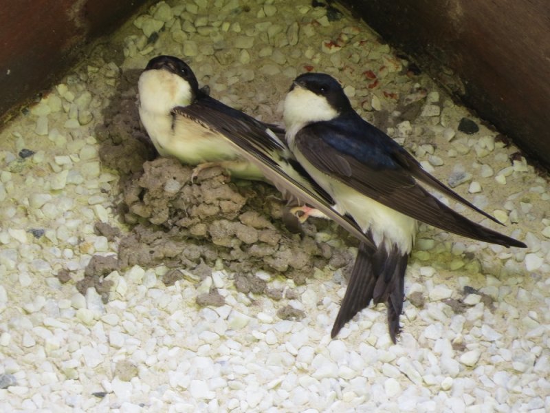 House Martin 2.JPG