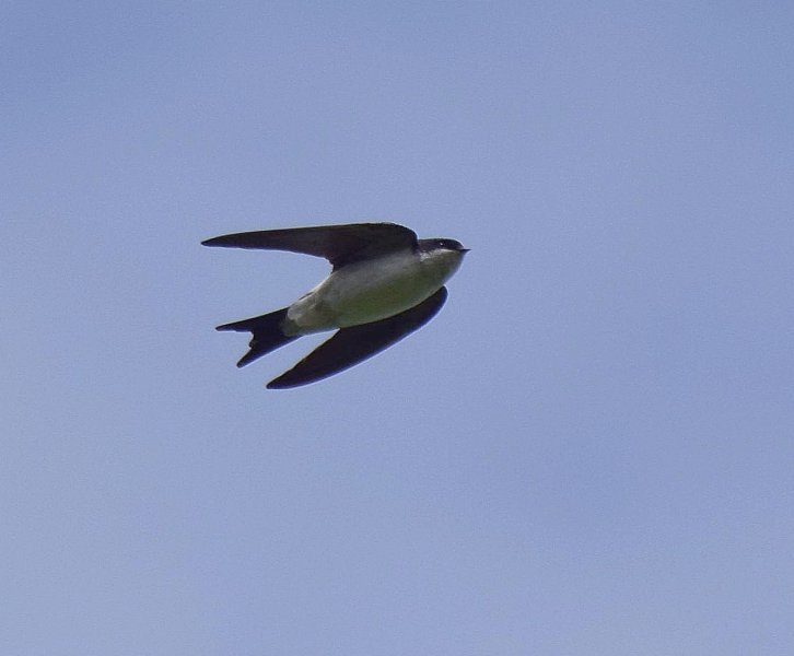House Martin.jpg