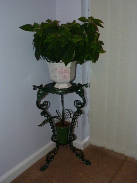 House plants 23 September 2012 001.JPG