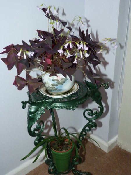 House plants 23 September 2012 002.JPG