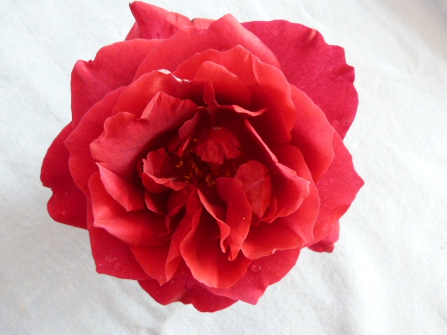 How many petals has this rose  got 9 Aug 2012 001.JPG