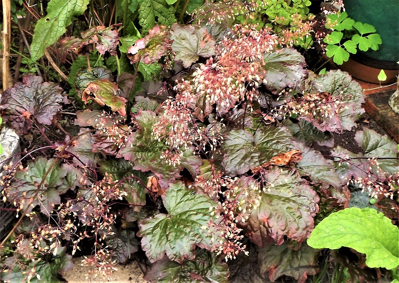 Huchera Palace Purple.jpg