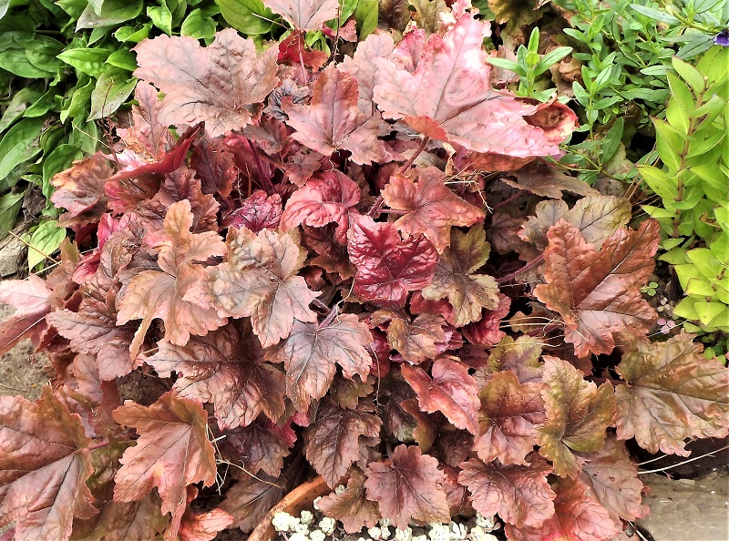 Huchera Sweet Tea.jpg