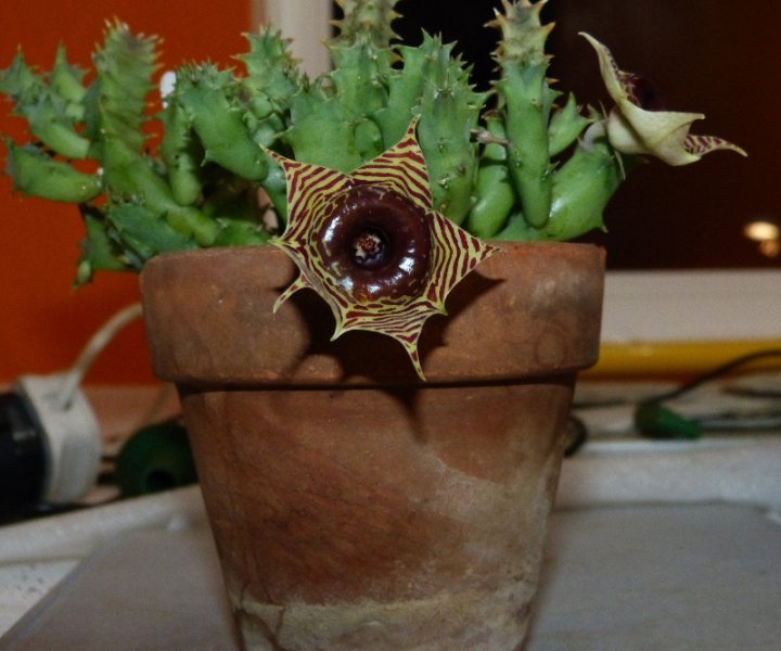Huernia zebrina (1).JPG