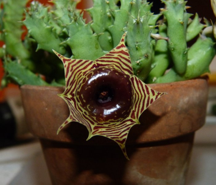 Huernia zebrina (2).JPG